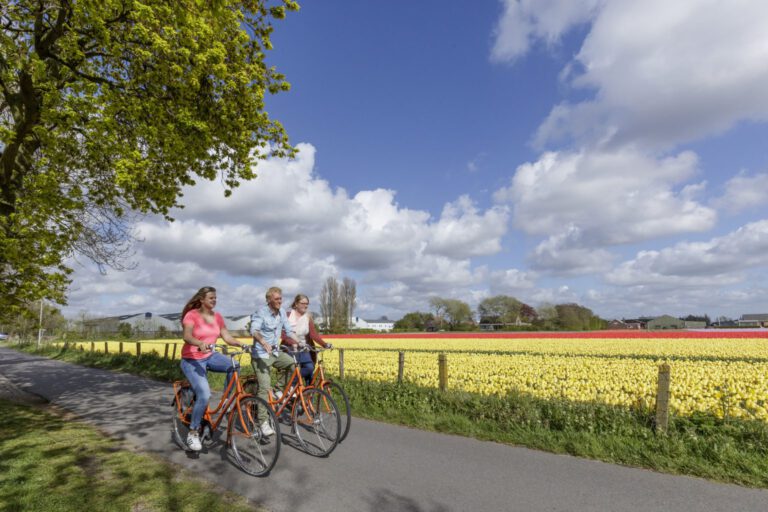 Bollenstreek's cycling routes - Local residents enjoy a leisurely bike ride along a scenic road bordered by a colorful flower field in the Bollenstreek region. Against a backdrop of lush greenery and clear blue skies, cyclists pedal along the tranquil countryside, soaking in the vibrant sights and fragrant scents of blooming flowers. The colorful blooms create a picturesque scene, adding a touch of natural beauty to the idyllic landscape. This serene image captures the essence of outdoor recreation and the harmonious coexistence of nature and everyday life in the Bollenstreek.