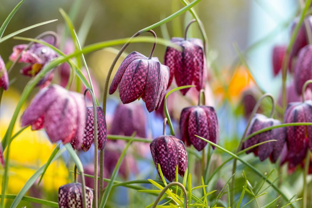 Fritillaria, with its bell-shaped flowers in shades of purple and white, is a hidden gem in the Bollenstreek.