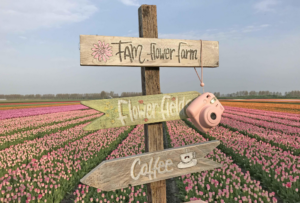 A quaint sign stands against a backdrop of a vibrant field of flowers in the Bollenstreek region. The sign bears the words 'Fam. Flower Farm,' 'Flower Fields,' and 'Coffee,' offering a warm invitation to visitors. Surrounded by colorful blooms stretching to the horizon, the sign adds charm and character to the picturesque scene. It beckons travelers to explore and indulge in the beauty and tranquility of the flower-filled countryside. This delightful setting embodies the essence of the Bollenstreek, where nature's splendor meets the comfort of a welcoming retreat.