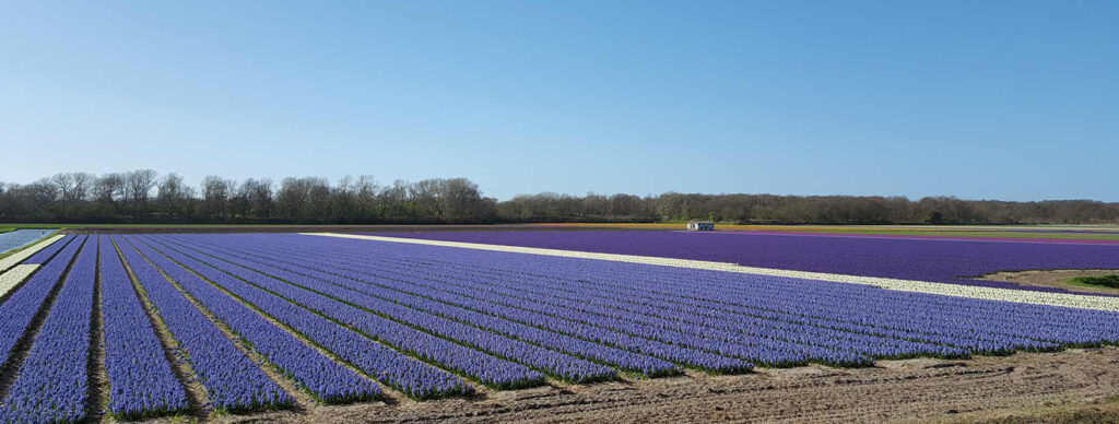 Crocuses, the early bloomers of the Bollenstreek, are a delightful sight that marks the beginning of the flower season.