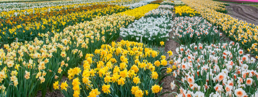 A beautiful field with Daffodil flowers in the Bollenstreek, the Netherlands.