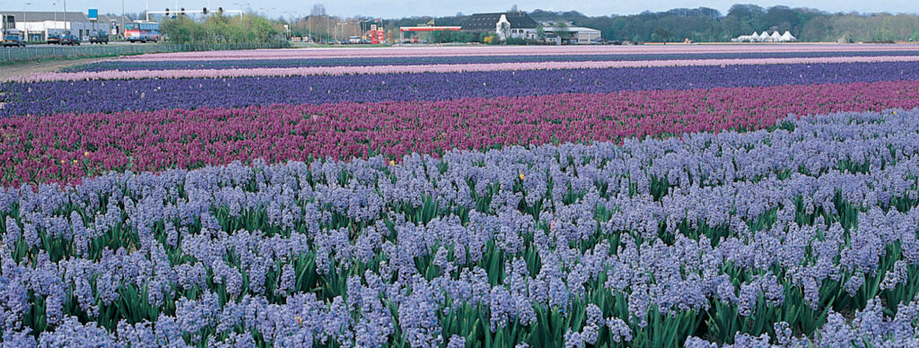 Hyacinths, with their fragrant and densely packed flower spikes, contribute to the sensory symphony of the Bollenstreek.