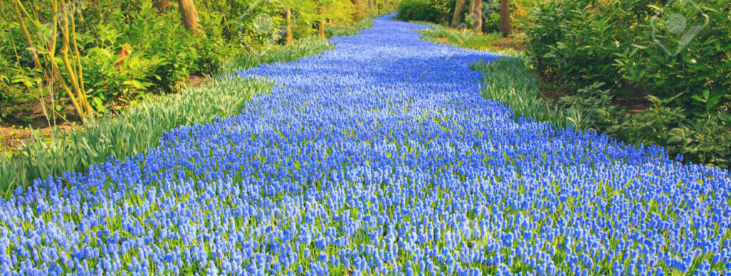 Muscari, commonly known as grape hyacinths, are small wonders that add texture to the flower fields.