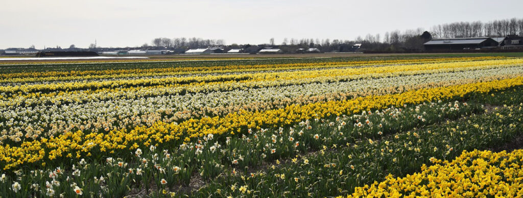 Narcissus, akin to daffodils, graces the Bollenstreek with its trumpet-shaped flowers.