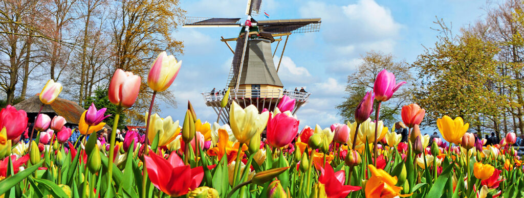 A view of the Dutch Tulips in front of a Windmill in Keukenhof