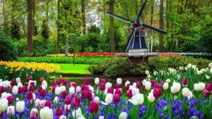 A charming scene within Keukenhof Gardens, featuring a vibrant flower field adorned with a quaint small windmill in the Bollenstreek region. Colorful blooms, including tulips, daffodils, and hyacinths, paint the landscape in shades of red, yellow, pink, and purple. The windmill adds a touch of rustic charm to the picturesque setting, its sails turning gently in the breeze. Visitors meander along pathways, enjoying the floral splendor and tranquil ambiance. This enchanting view encapsulates the beauty and allure of Keukenhof, where nature's wonders and Dutch heritage come together in perfect harmony.