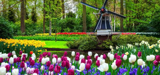 A charming scene within Keukenhof Gardens, featuring a vibrant flower field adorned with a quaint small windmill in the Bollenstreek region. Colorful blooms, including tulips, daffodils, and hyacinths, paint the landscape in shades of red, yellow, pink, and purple. The windmill adds a touch of rustic charm to the picturesque setting, its sails turning gently in the breeze. Visitors meander along pathways, enjoying the floral splendor and tranquil ambiance. This enchanting view encapsulates the beauty and allure of Keukenhof, where nature's wonders and Dutch heritage come together in perfect harmony.