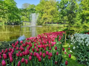 A celebratory scene at Keukenhof Gardens commemorating its 75th anniversary. Vibrant flower displays adorn the park, showcasing the beauty of tulips, daffodils, and hyacinths. Visitors explore the gardens, marveling at the stunning floral arrangements and festive decorations. Against the backdrop of blue skies and lush greenery, Keukenhof celebrates 75 years of showcasing the rich floral heritage of the Bollenstreek region, inviting guests to immerse themselves in the beauty of spring.