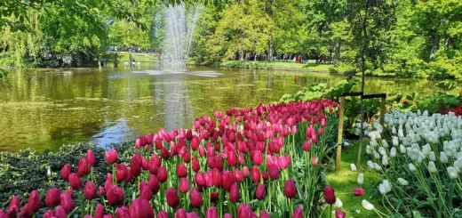 A celebratory scene at Keukenhof Gardens commemorating its 75th anniversary. Vibrant flower displays adorn the park, showcasing the beauty of tulips, daffodils, and hyacinths. Visitors explore the gardens, marveling at the stunning floral arrangements and festive decorations. Against the backdrop of blue skies and lush greenery, Keukenhof celebrates 75 years of showcasing the rich floral heritage of the Bollenstreek region, inviting guests to immerse themselves in the beauty of spring.