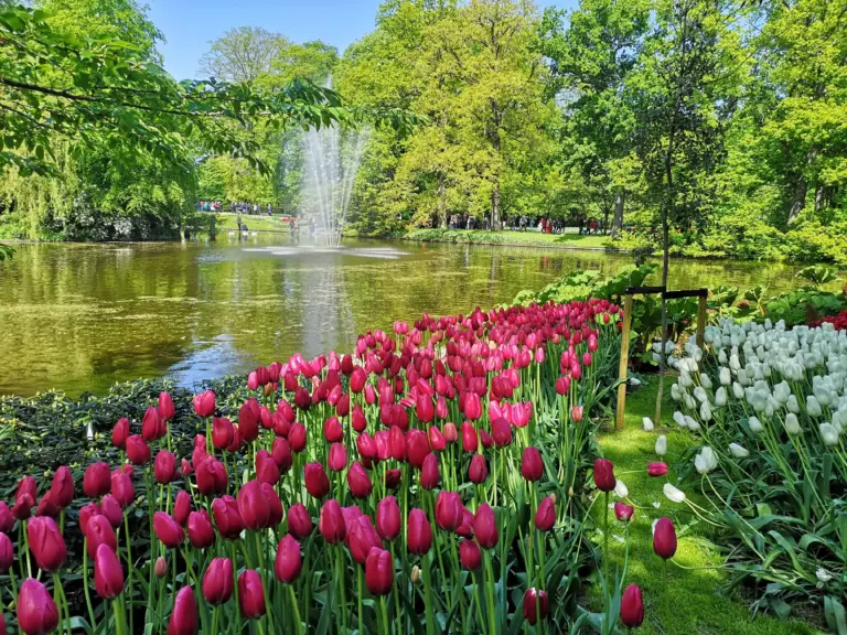 A celebratory scene at Keukenhof Gardens commemorating its 75th anniversary. Vibrant flower displays adorn the park, showcasing the beauty of tulips, daffodils, and hyacinths. Visitors explore the gardens, marveling at the stunning floral arrangements and festive decorations. Against the backdrop of blue skies and lush greenery, Keukenhof celebrates 75 years of showcasing the rich floral heritage of the Bollenstreek region, inviting guests to immerse themselves in the beauty of spring.