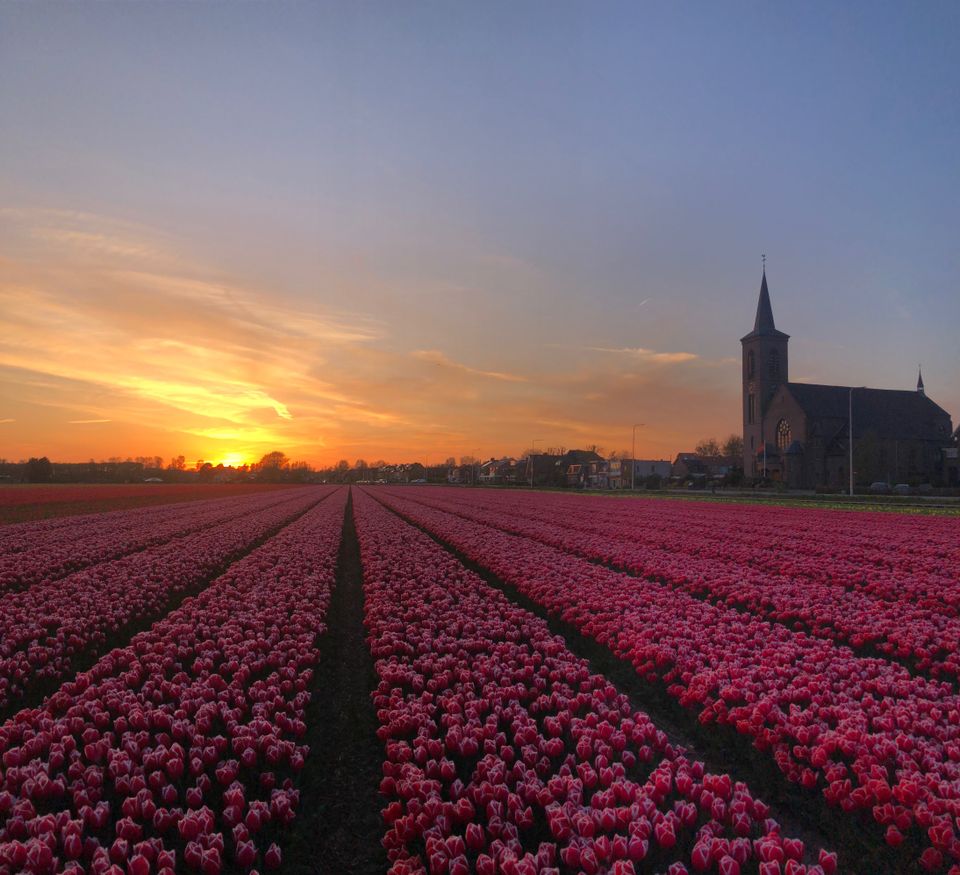 A serene scene of a flower field in Noordwijkerhout with a church in the background, illuminated by the warm glow of sunset. Vibrant rows of tulips, daffodils, and hyacinths stretch across the landscape, creating a colorful tapestry against the evening sky. The silhouette of the church stands tall amidst the blooming flowers, adding a touch of tranquility to the picturesque scene. This captivating view encapsulates the beauty and serenity of springtime in Noordwijkerhout, where fields of blossoms and historic landmarks harmonize under the fading light of day.