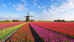 A captivating scene of a colorful flower field with a traditional Dutch windmill in the Bollenstreek region. Vibrant blooms, including tulips, daffodils, and hyacinths, create a stunning display of colors against the backdrop of the windmill. The windmill's sails turn gently in the breeze, adding a touch of movement to the tranquil landscape. This picturesque view embodies the charm and beauty of the Bollenstreek, where fields of blossoms and historic windmills create an enchanting rural scene.