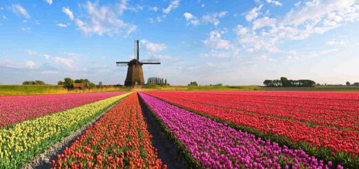 A captivating scene of a colorful flower field with a traditional Dutch windmill in the Bollenstreek region. Vibrant blooms, including tulips, daffodils, and hyacinths, create a stunning display of colors against the backdrop of the windmill. The windmill's sails turn gently in the breeze, adding a touch of movement to the tranquil landscape. This picturesque view embodies the charm and beauty of the Bollenstreek, where fields of blossoms and historic windmills create an enchanting rural scene.