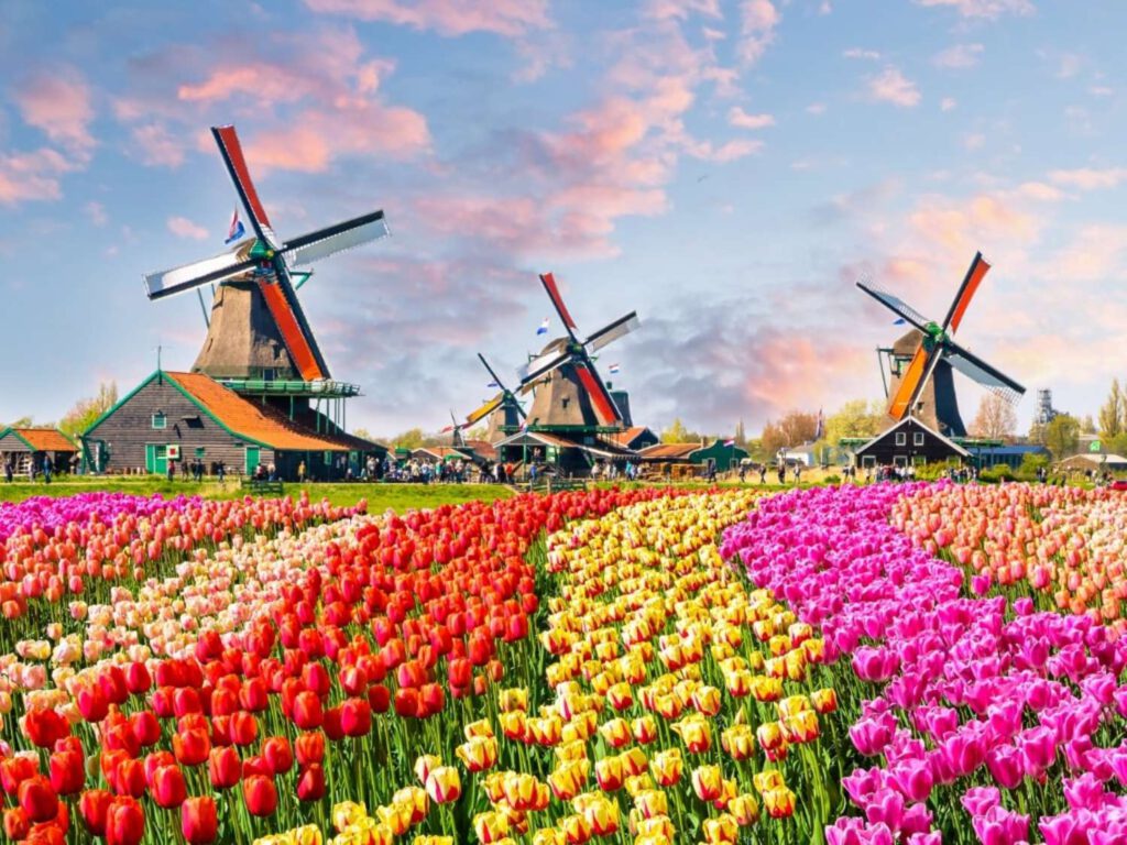 A breathtaking scene featuring a vast flower field spreading out in front of three majestic Dutch windmills in the Bollenstreek region. The field is a riot of colors, with rows of vibrant flowers in various hues stretching to the horizon. Against the backdrop of clear blue skies, the windmills stand tall and proud, their sails turning gently in the breeze. This picturesque tableau encapsulates the timeless charm and natural beauty of the Bollenstreek, where fields of blossoms and iconic windmills create an unforgettable vista.