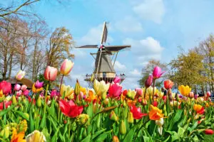 A picturesque scene featuring colorful Tulips blooming in front of a traditional Dutch windmill in the scenic Bollenstreek region. Vibrant red, yellow, and pink Tulips create a striking contrast against the rustic backdrop of the windmill's wooden blades and brick base. Against a clear blue sky, this charming tableau captures the essence of Dutch countryside charm, showcasing the harmonious blend of nature and culture that defines the Bollenstreek.