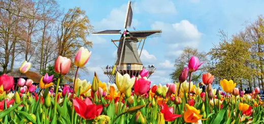 A picturesque scene featuring colorful Tulips blooming in front of a traditional Dutch windmill in the scenic Bollenstreek region. Vibrant red, yellow, and pink Tulips create a striking contrast against the rustic backdrop of the windmill's wooden blades and brick base. Against a clear blue sky, this charming tableau captures the essence of Dutch countryside charm, showcasing the harmonious blend of nature and culture that defines the Bollenstreek.