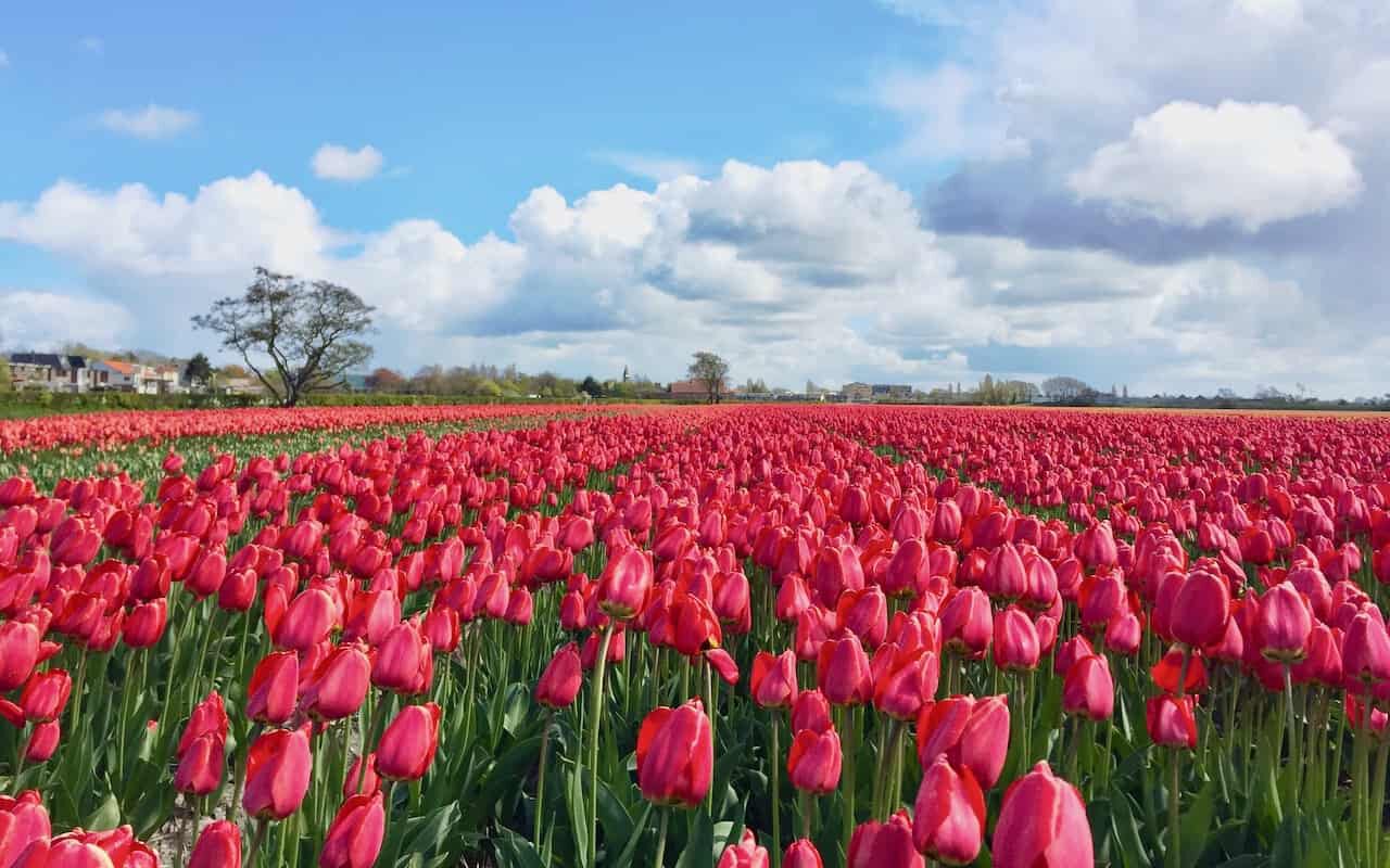 A mesmerizing view of a vast field of tulips in full bloom in the Bollenstreek region. Countless rows of colorful tulips stretch as far as the eye can see, creating a stunning display of vibrant hues. Shades of red, yellow, pink, purple, and orange intermingle to form a breathtaking tapestry of colors across the landscape. This iconic scene epitomizes the beauty and splendor of springtime in the Bollenstreek, where fields of blooming tulips attract visitors from around the world to witness nature's spectacular show.