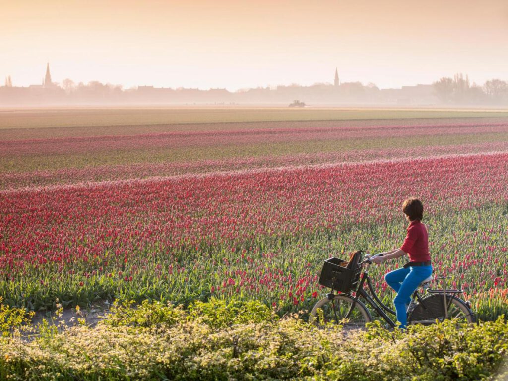 The Bollenstreek is situated between the cities of Haarlem and Leiden and encompasses towns such as Lisse, Hillegom, Noordwijkerhout, and Teylingen. This area is renowned for its bulb cultivation, with numerous flower farms growing tulips, daffodils, hyacinths, and other bulb flowers.