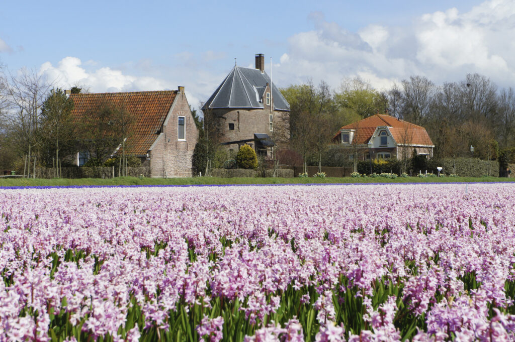 Welcome to Voorhout, an enchanting village where the serenity of tulip fields meets the timeless elegance of historic windmills.