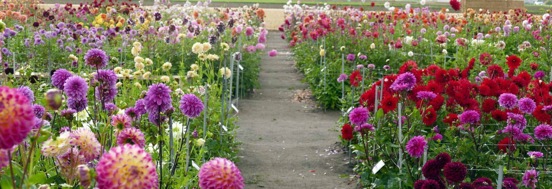 Dahlia Show Garden at De Tulperij: A Floral Extravaganza