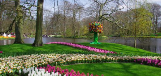 Keukenhof's floral spectacle - de Bollenstreek