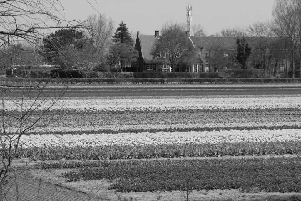 historical landscape of Bollenstreek