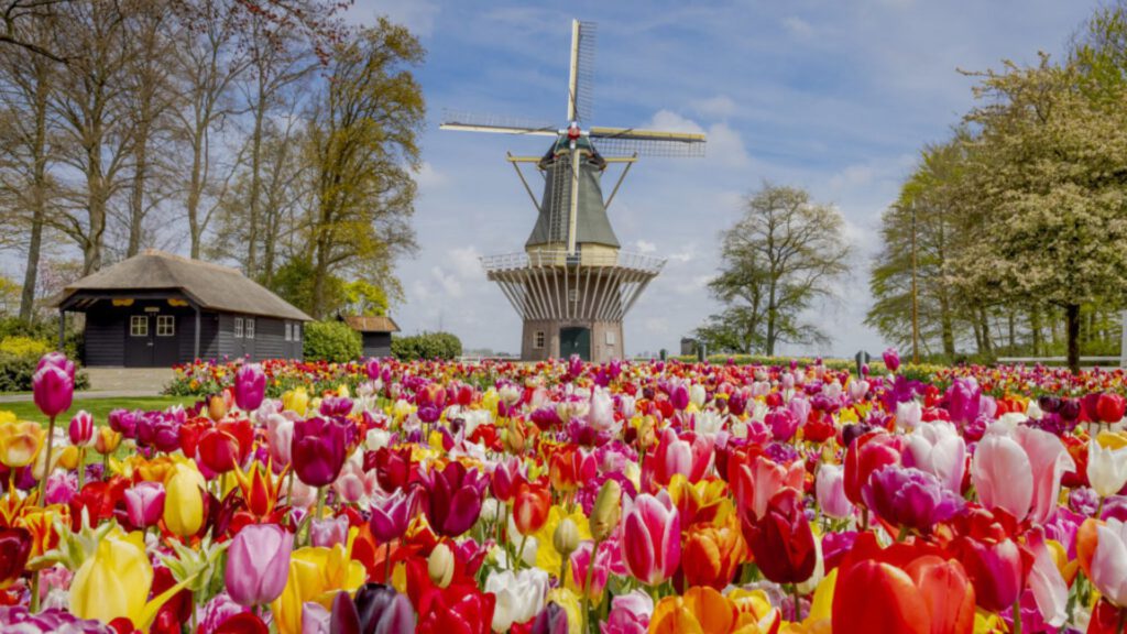 Keukenhof Windmill - deBollenstreek.com