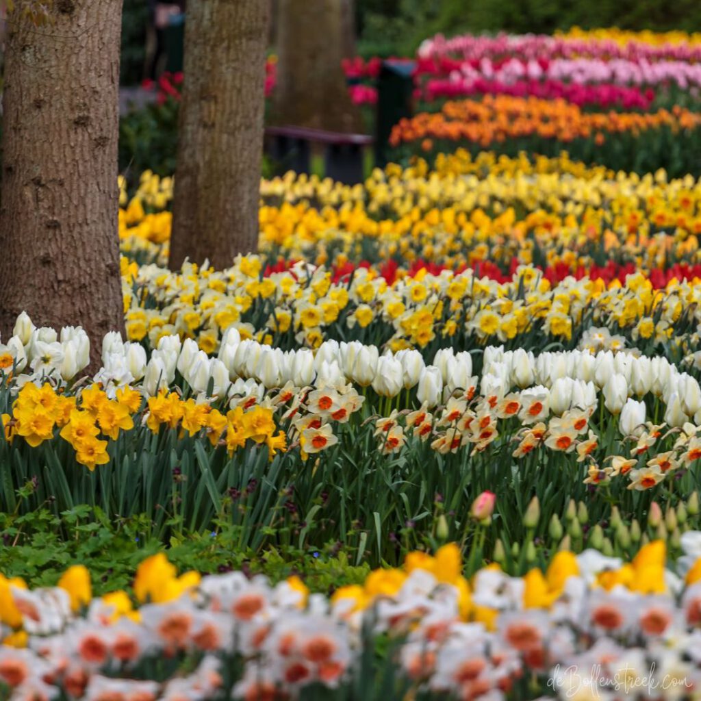 Keukenhof - deBollenstreek