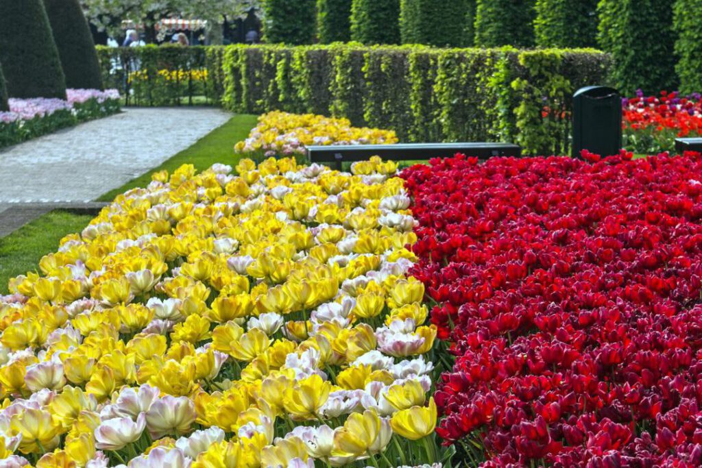 Keukenhof - deBollenstreek