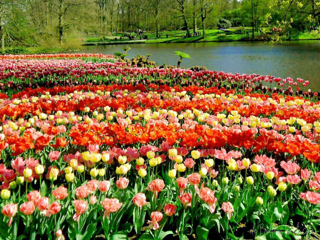 Best Time to Visit Keukenhof to avoid Crowds - Keukenhof - deBollenstreek