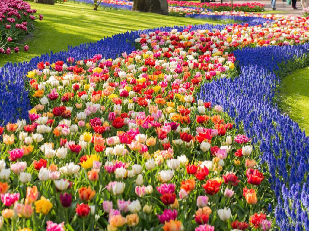 Keukenhof - deBollenstreek