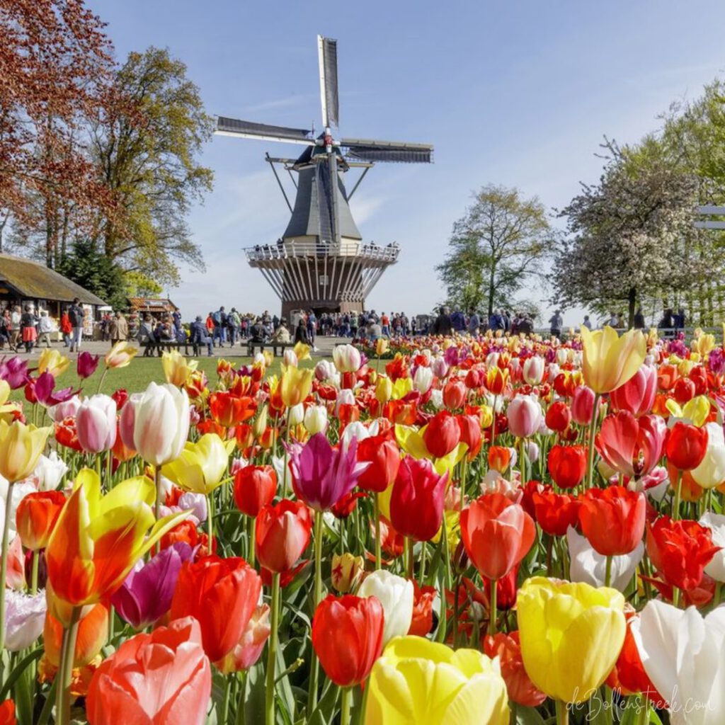 Keukenhof Windmill - deBollenstreek