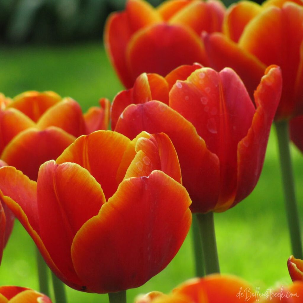 Tulip - Keukenhof - deBollenstreek