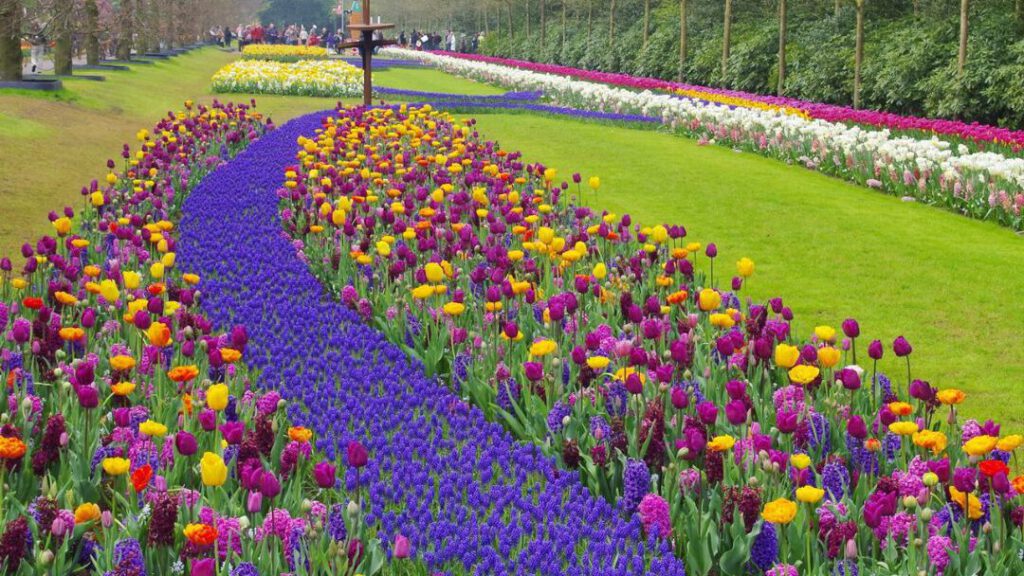 Keukenhof Gardens - deBollenstreek