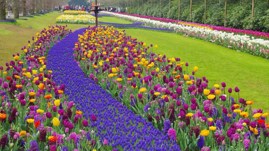 Keukenhof Gardens - deBollenstreek