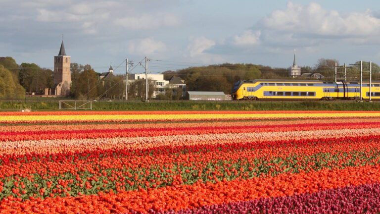 A scenic view of a flower field in Warmond with a train passing by in the distance. The field is adorned with colorful blooms, creating a vibrant carpet of flowers. In the background, a train moves along the tracks, adding a dynamic element to the tranquil countryside scene. Against the backdrop of lush greenery and clear skies, this picturesque view captures the natural beauty and everyday life in Warmond, where fields of blossoms and the sound of passing trains create a charming rural ambiance.