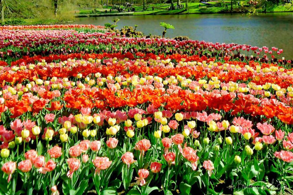 Best Time to Visit Keukenhof to avoid Crowds - Keukenhof - deBollenstreek